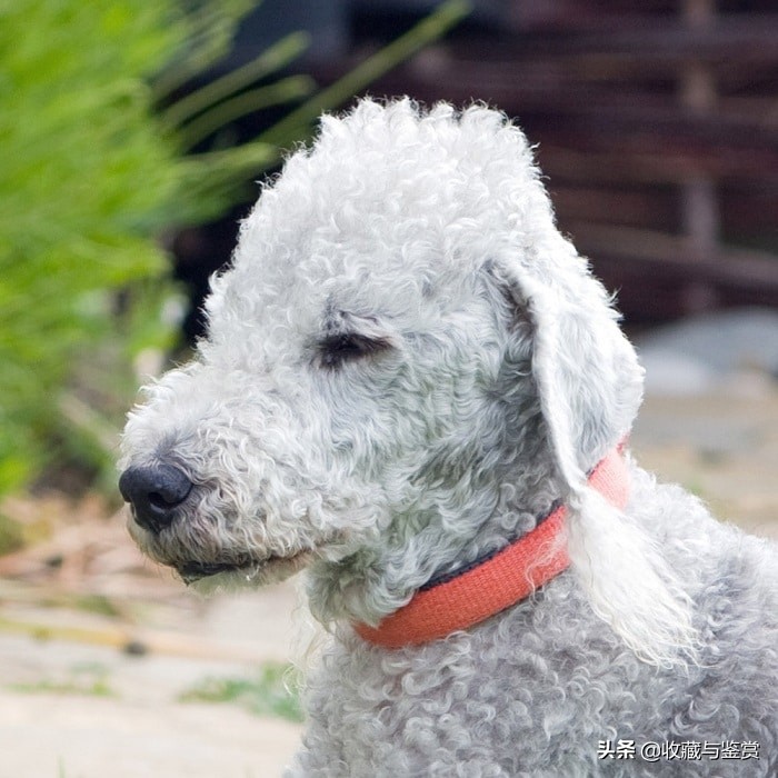 世界上昂贵的25个犬种