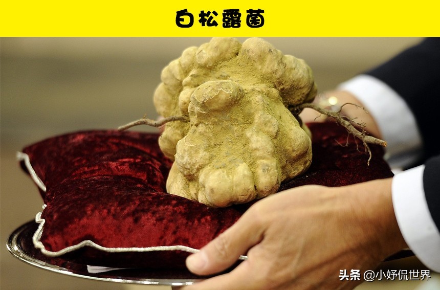 盘点那些很贵的食物,昂贵的8种食物你吃过哪几个