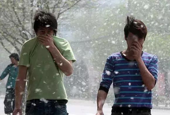 被柳絮困扰,被柳絮搞到崩溃是什么体验