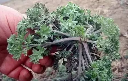 去到郑州不得不吃的六种美食,春天里最不可错过的美食