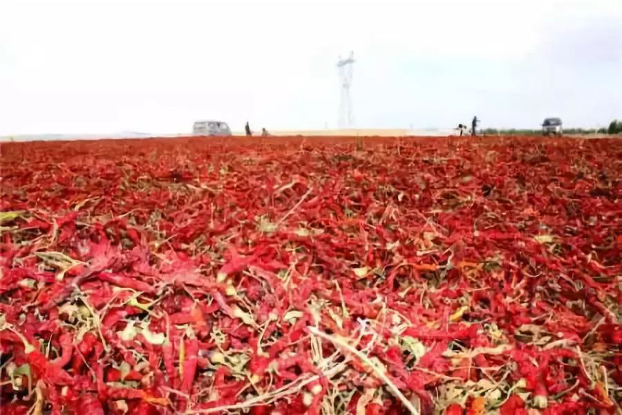 全新疆著名的特产,盘点十大新疆的特产