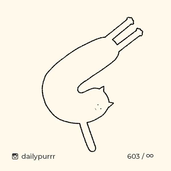 猫是一种液体吗看完长知识了,猫是液体猫咪吗