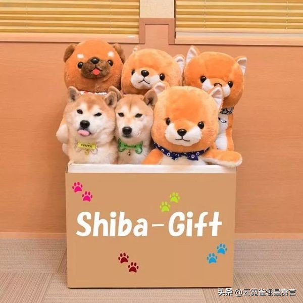 把柴犬放在一堆柴犬玩偶里,日本两只柴犬