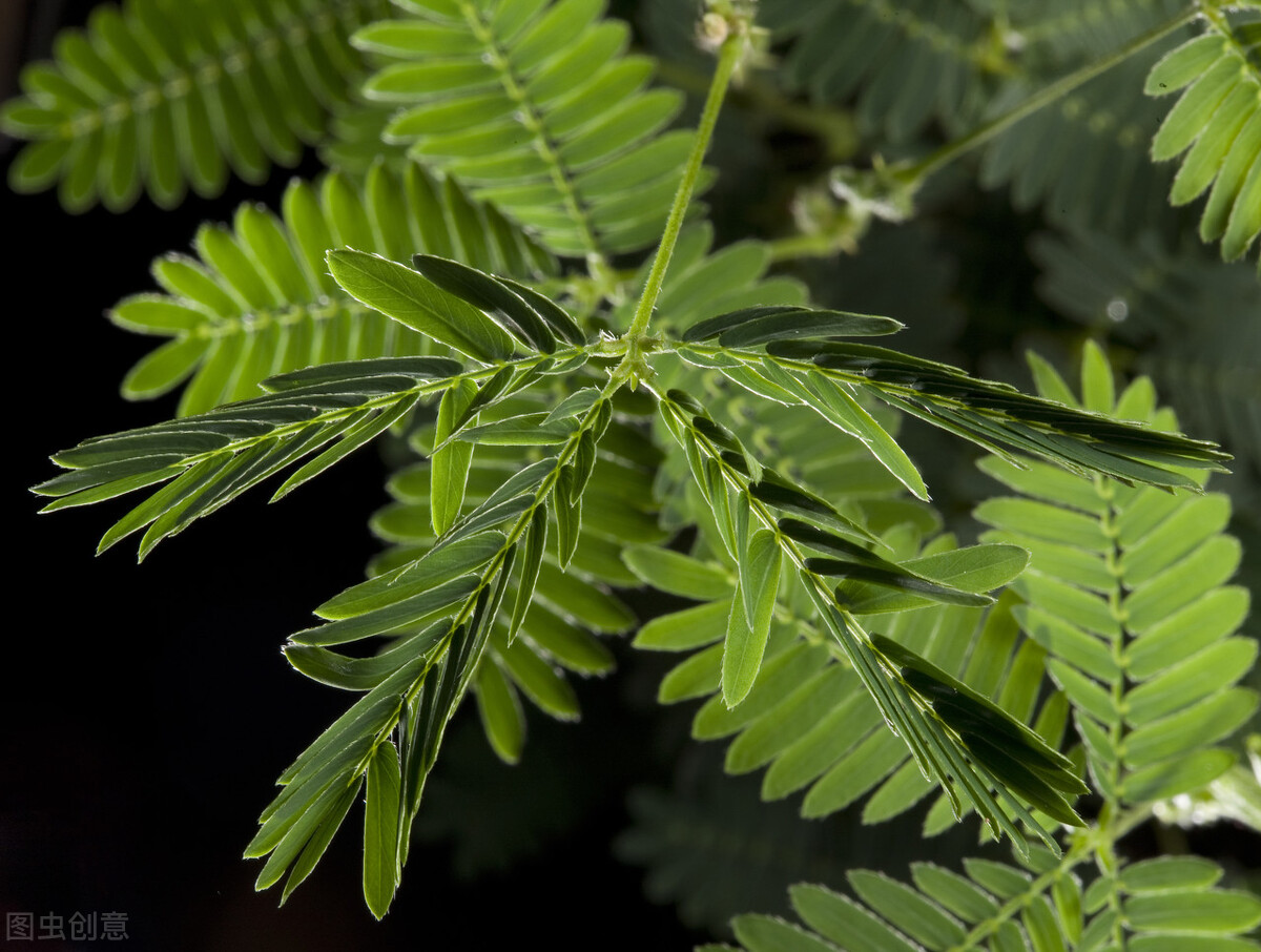 生日鲜花用哪几种花,代表友谊长存和生日快乐花语的花