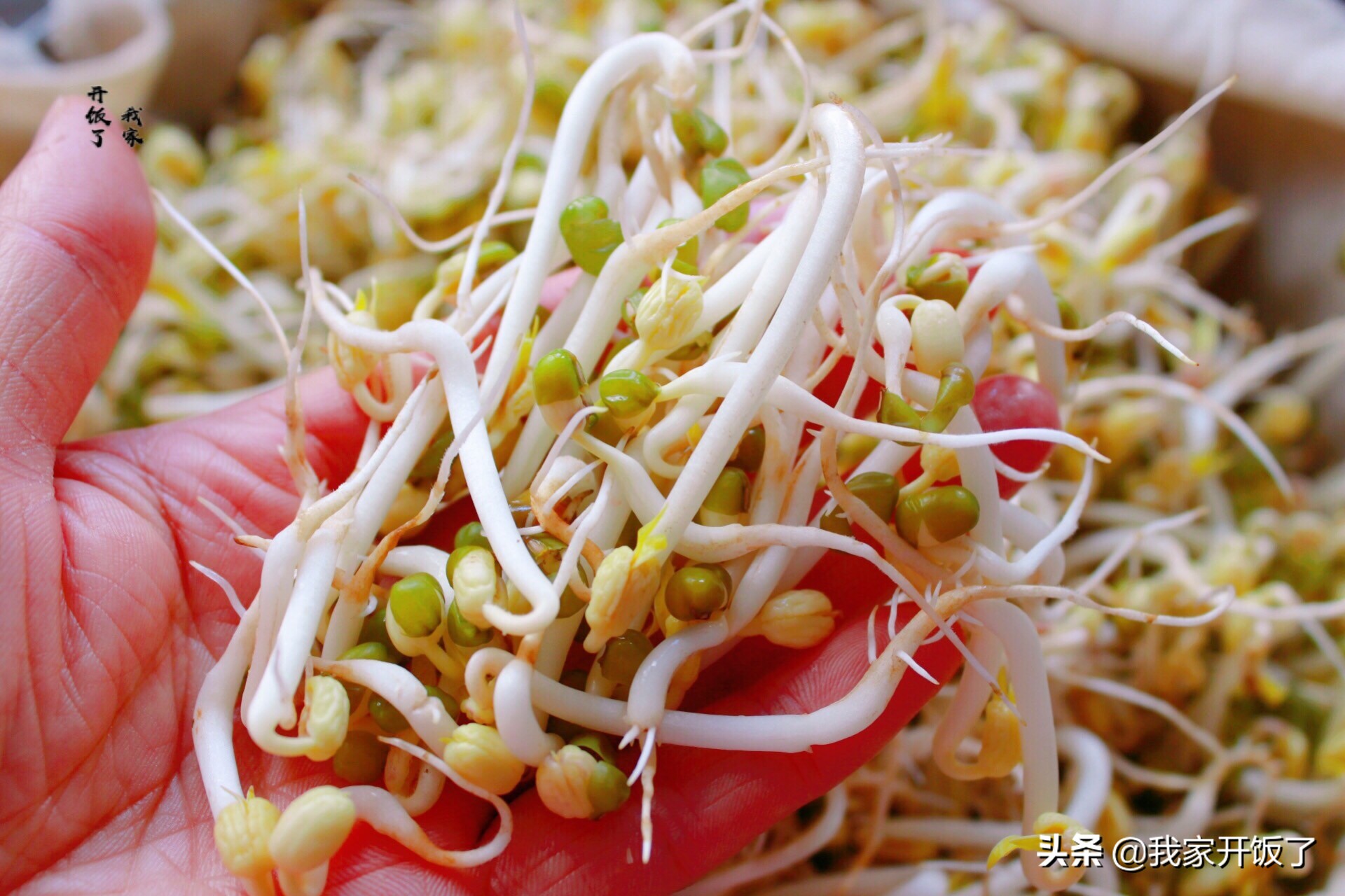 宅在家里学技能，教你发豆芽，掌握3个要点，零失败，随吃随种