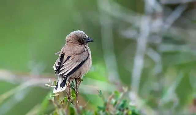 为什么许多鸟窝都不防雨,为什么鸟类不会到屋檐下躲雨