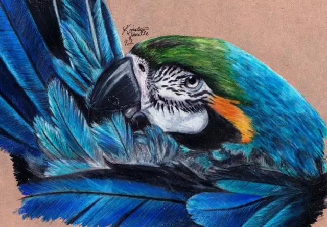 画鸟彩铅教程,画鸟彩铅