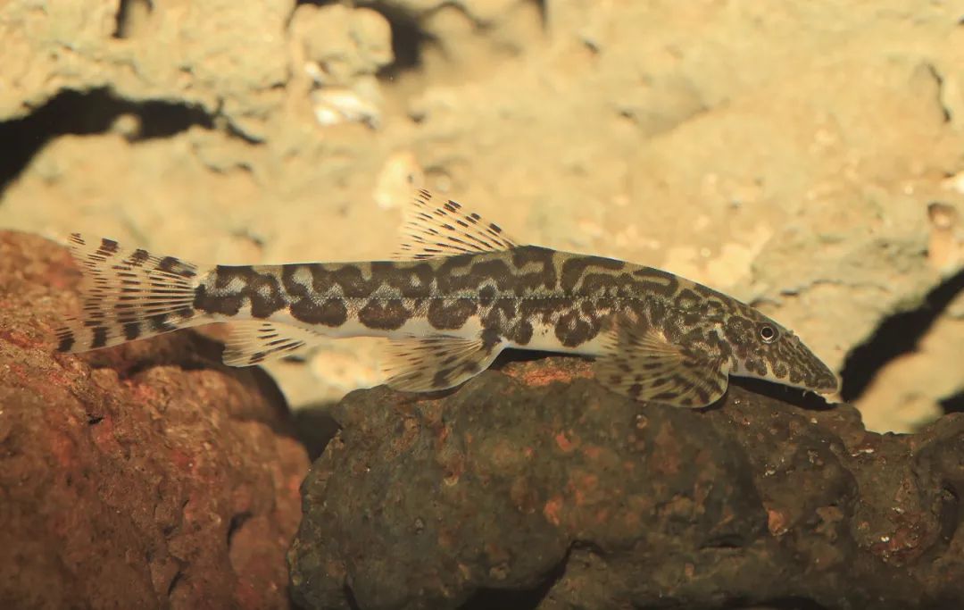 盘点那些大到离谱的淡水鱼,各种淡水鱼你认识吗