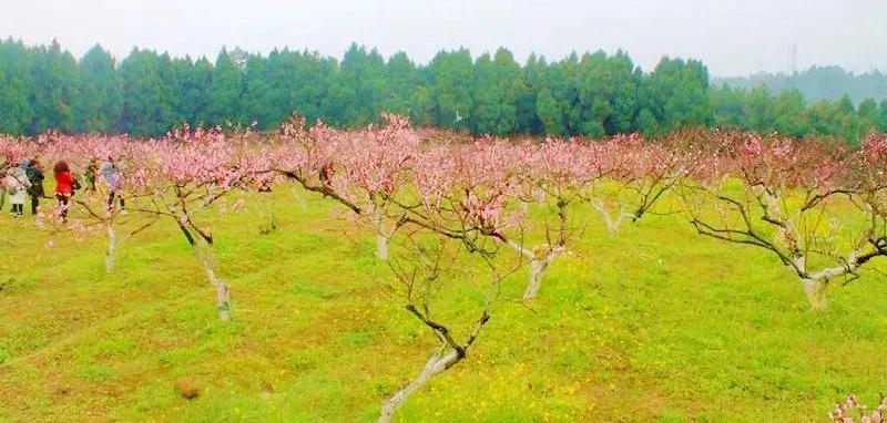 这里是遂宁,射洪介绍