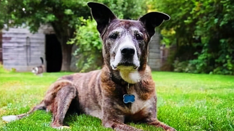 狗狗年纪大宫颈蓄脓怎么办,狗狗年纪大了怎么喂食