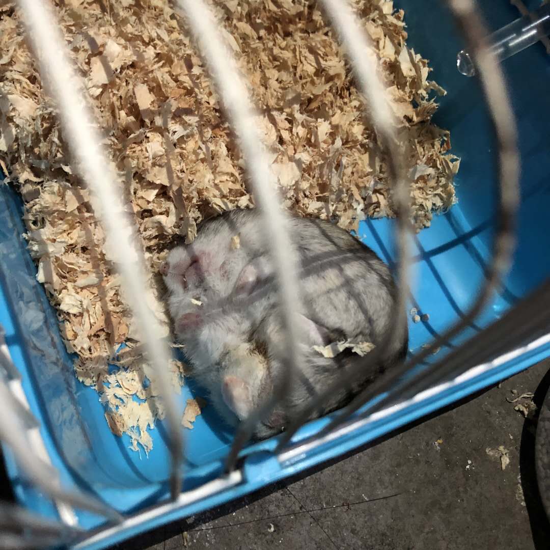 有关仓鼠你不知道的冷知识,给仓鼠乱吃东西仓鼠的异常表现