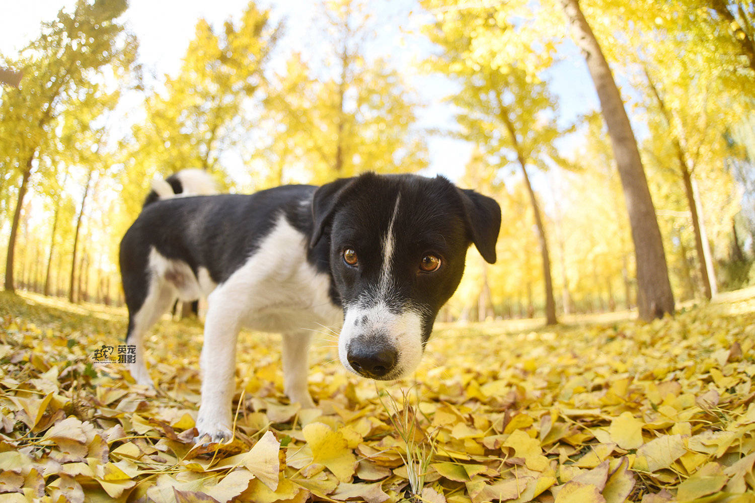中华田园犬不掉毛不臭吗,中华田园犬在国外有多么受欢迎