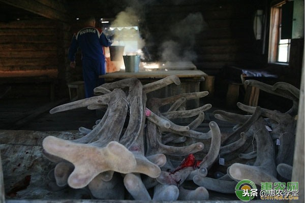 鹿茸的产量与功效,提高鹿茸产量的方法有哪些