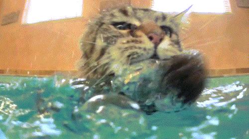 猫咪中暑怎么办开空调剃毛都不行,猫咪中暑需要吹空调吗