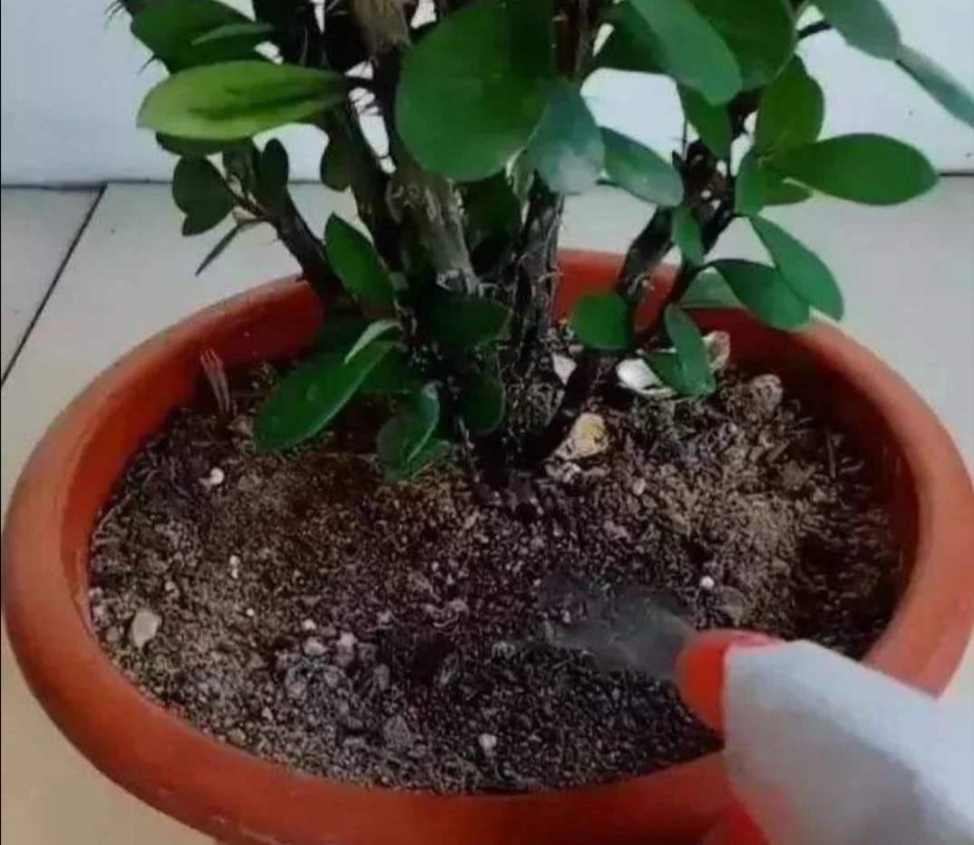 怎么预防花卉生虫,花卉里的虫子怎么治理最好