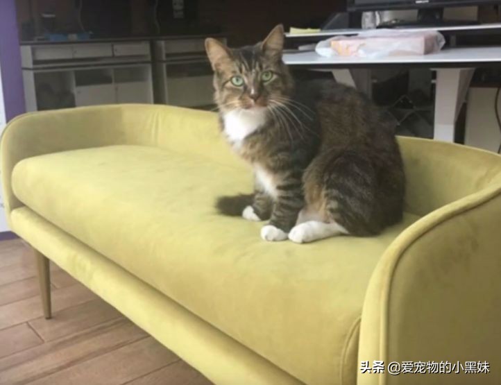 小伙捡了一只狸花猫,小伙收养几十只小猫
