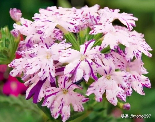 美女图片,美女小姐姐