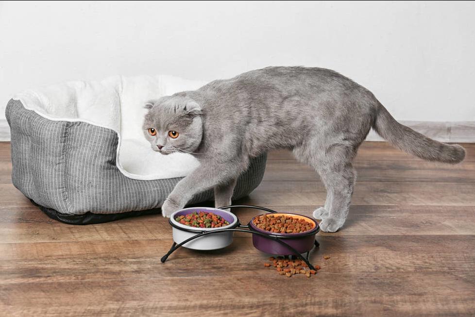 饲养猫咪必备的常用药品,怎么给猫咪饲养环境消毒