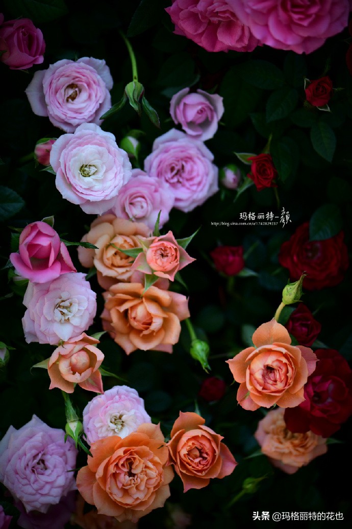 历史悠久的十大名花（海量美图），你选哪个做国花？