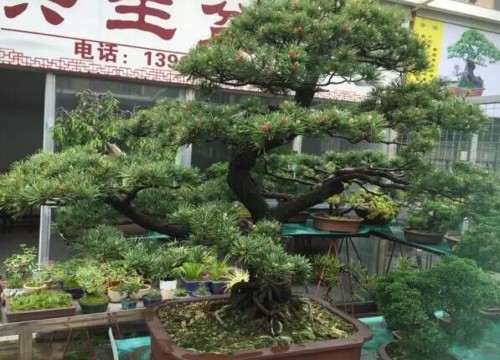 龙城花鸟古玩,贵钢花鸟市场盆景