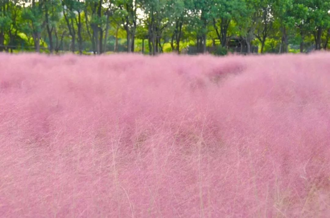 上海国庆免费景点推荐,上海值得去的免费景点旅游攻略