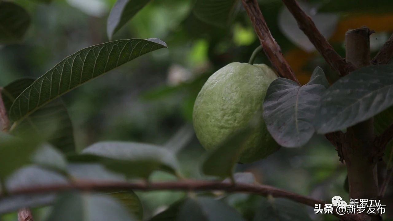 食尚岩味：红心芭乐