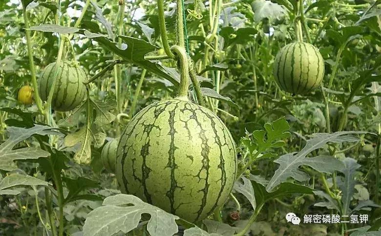磷酸二氢钾在作物成熟期使用配方 (磷酸二氢钾适合哪些农作物怎么用)