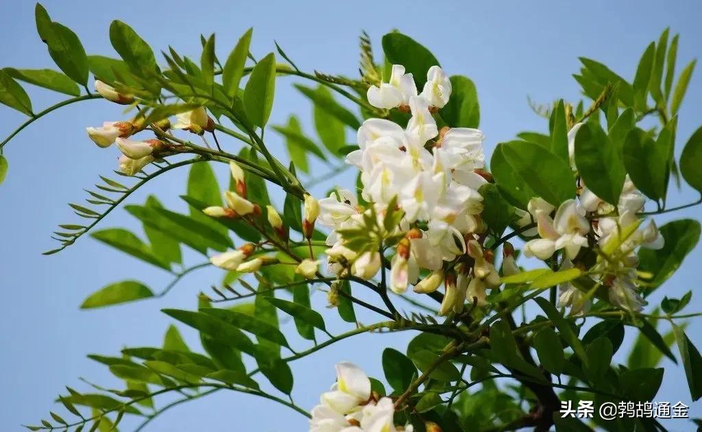 房前屋后适合栽什么树镇宅,镇宅树栽什么树好