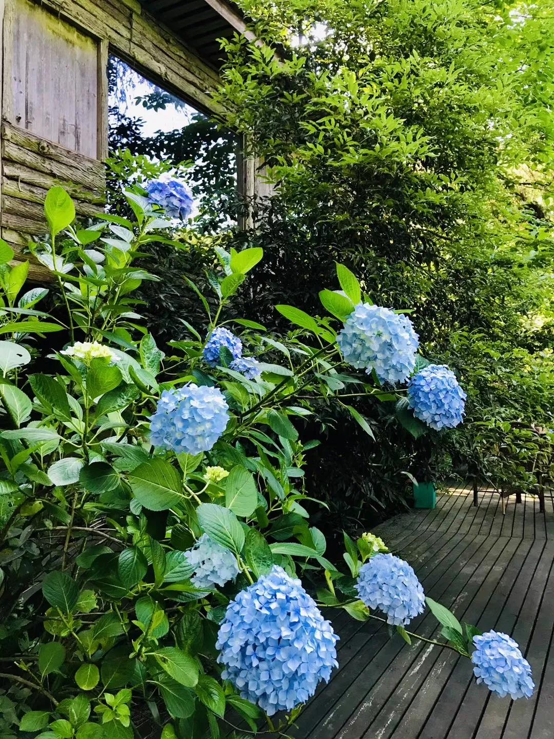 铜梁巴岳山森林木屋,巴岳山树屋