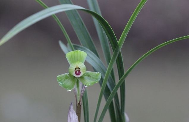 每日一品～中国兰花～春兰茗品～美芬荷