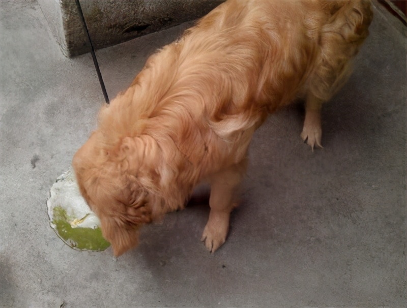 狗狗为什么一直有呕吐的现象,狗狗呕吐物是黄色糊状物怎么解决