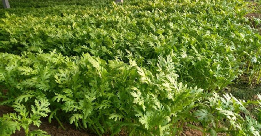 农村种什么蔬菜赚钱不愁销路,种什么蔬菜赚钱快成本低销路好