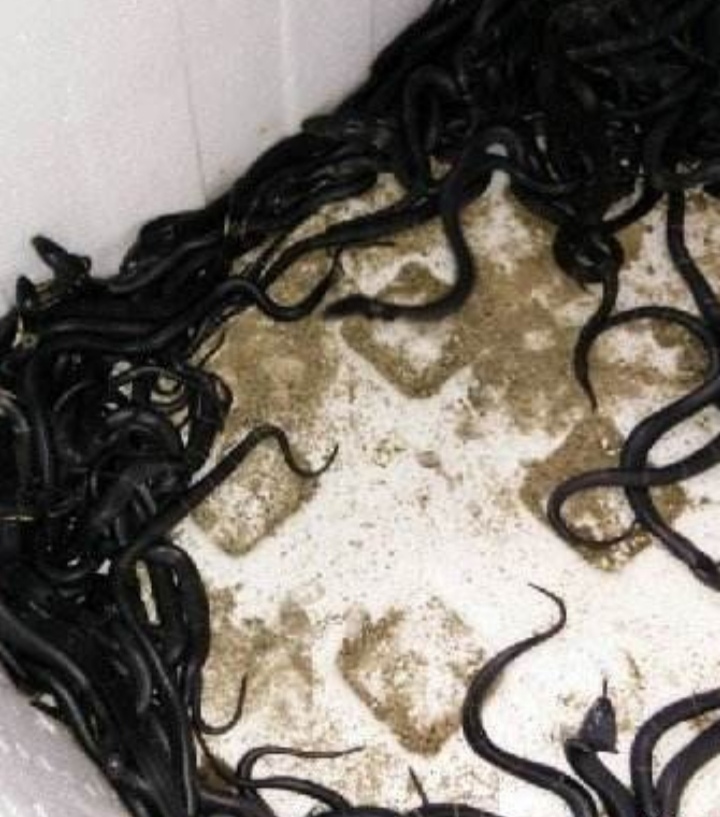 从孵化开始养蛇,幼蛇从母体出生