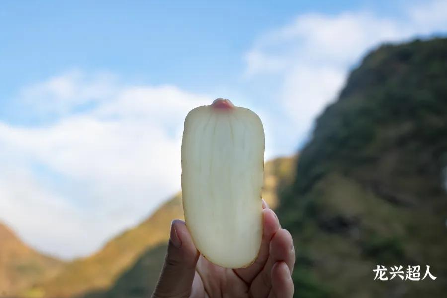 达州道地药材天麻,正宗中药材天麻