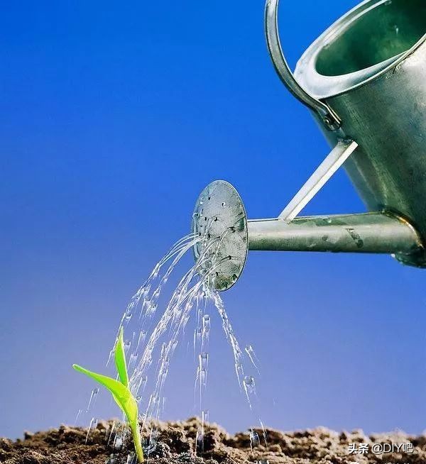 阳台小菜园手把手教你阳台种菜,阳台怎么种菜才能让菜长得肥沃