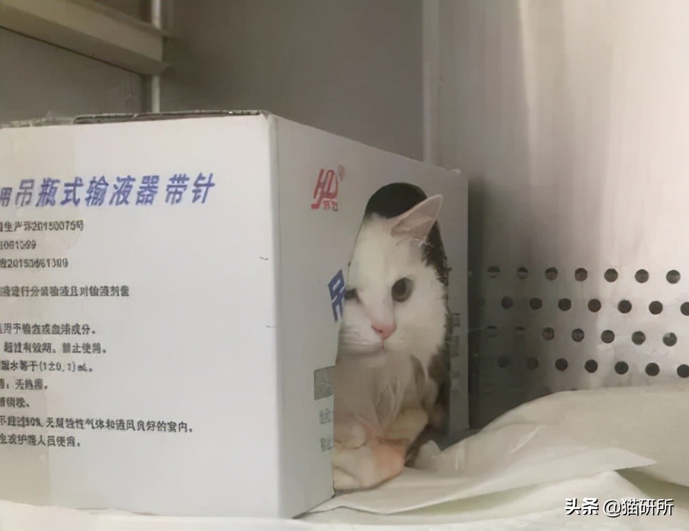 假期外出如何给猫咪找靠谱寄养,怎么找靠谱的猫咪寄养