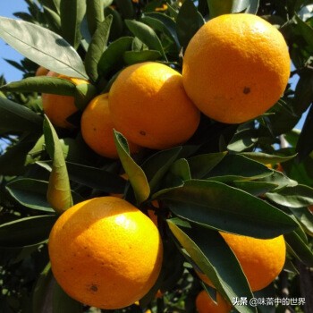 浙江台州有什么特产,中国浙江特产