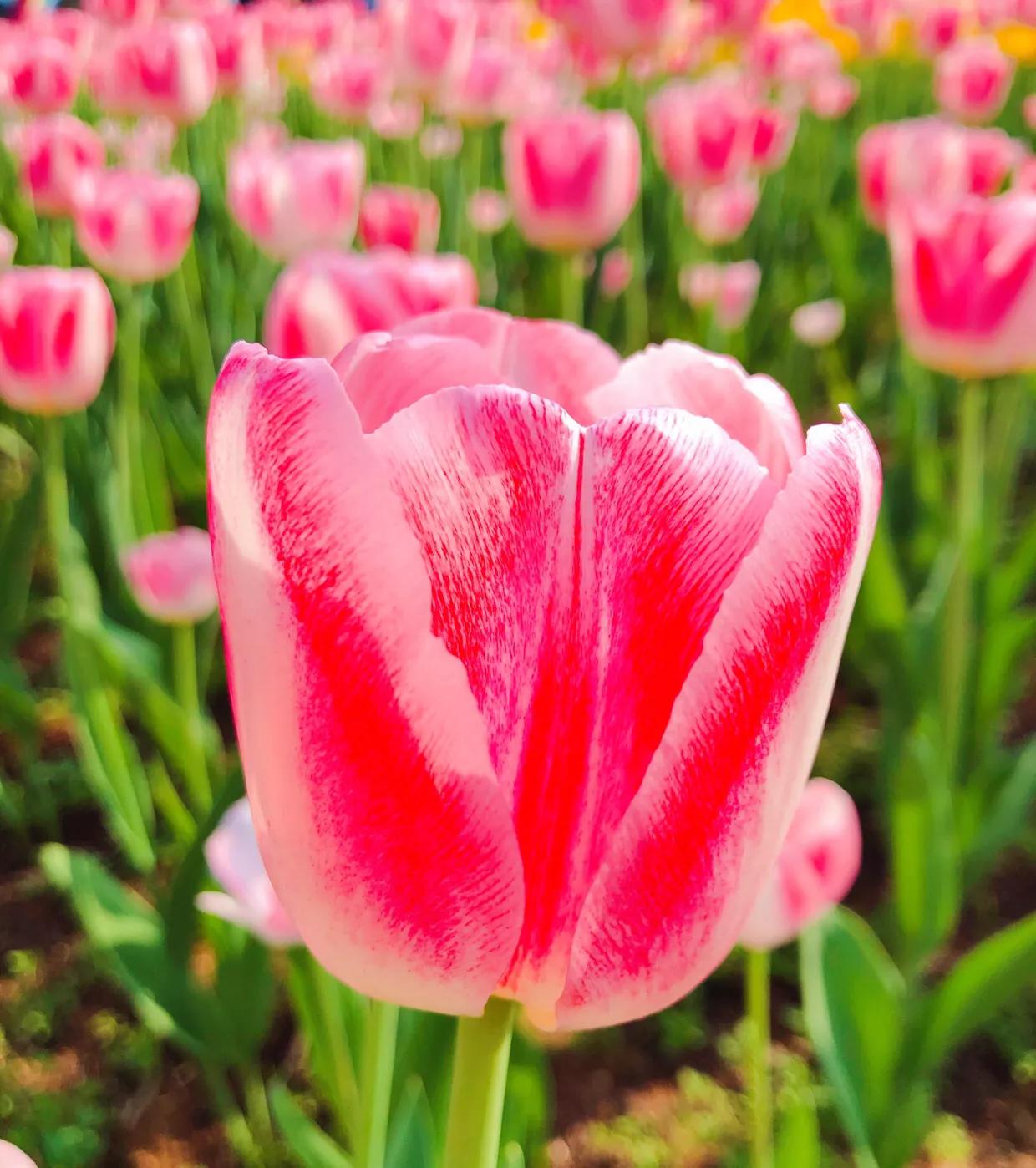 粉色郁金香花语搭配粉色玫瑰,郁金香的花貌和郁金香的花语