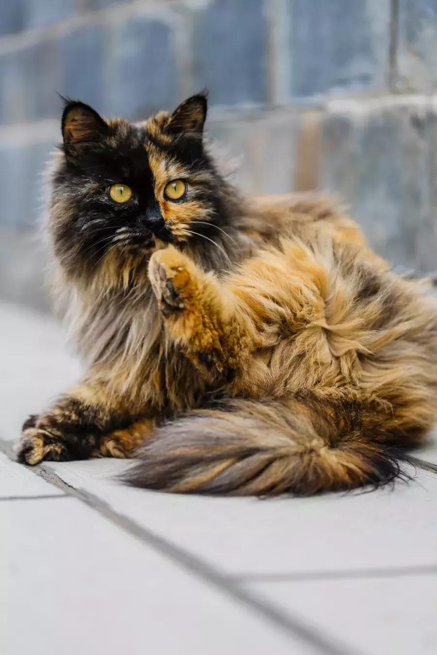 庄太极：hello，飞起的小拖把，有一种美，动静皆宜