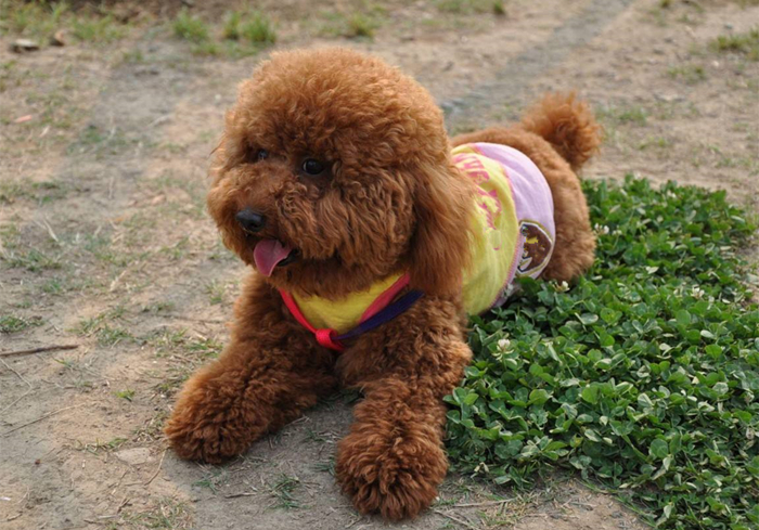 狗狗抽搐倒地不起哼哼叫还有救吗,狗狗呼吸急促四肢站不稳是什么病