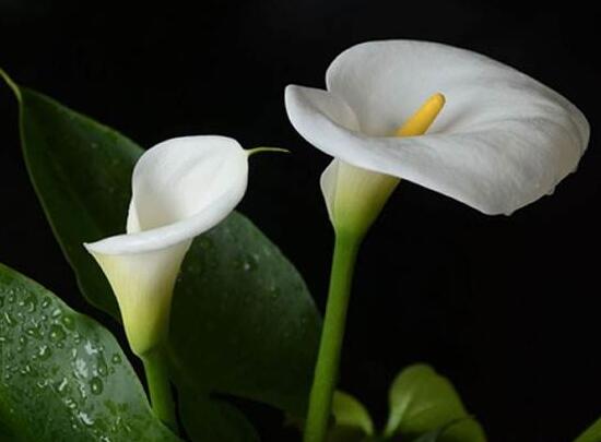 有关马蹄莲的代表含义,马蹄莲的花语与寓意是什么意思