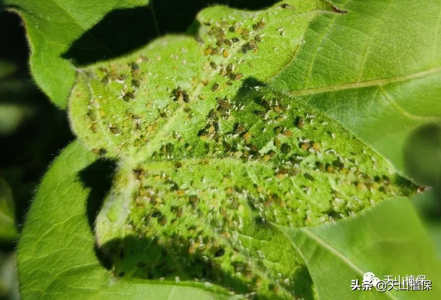 棉蚜的发生规律及防治,棉蚜虫害