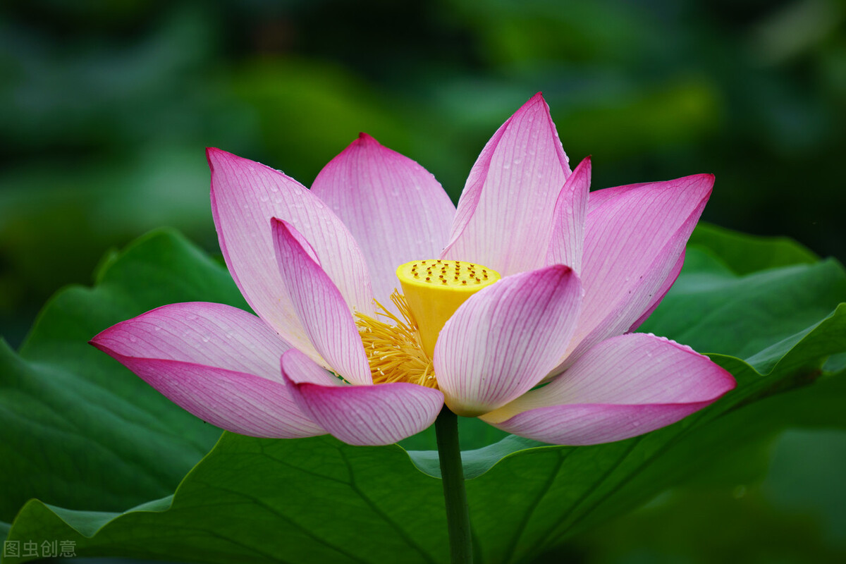 新手也能拍得好荷花摄影技巧,拍荷花的九个技巧