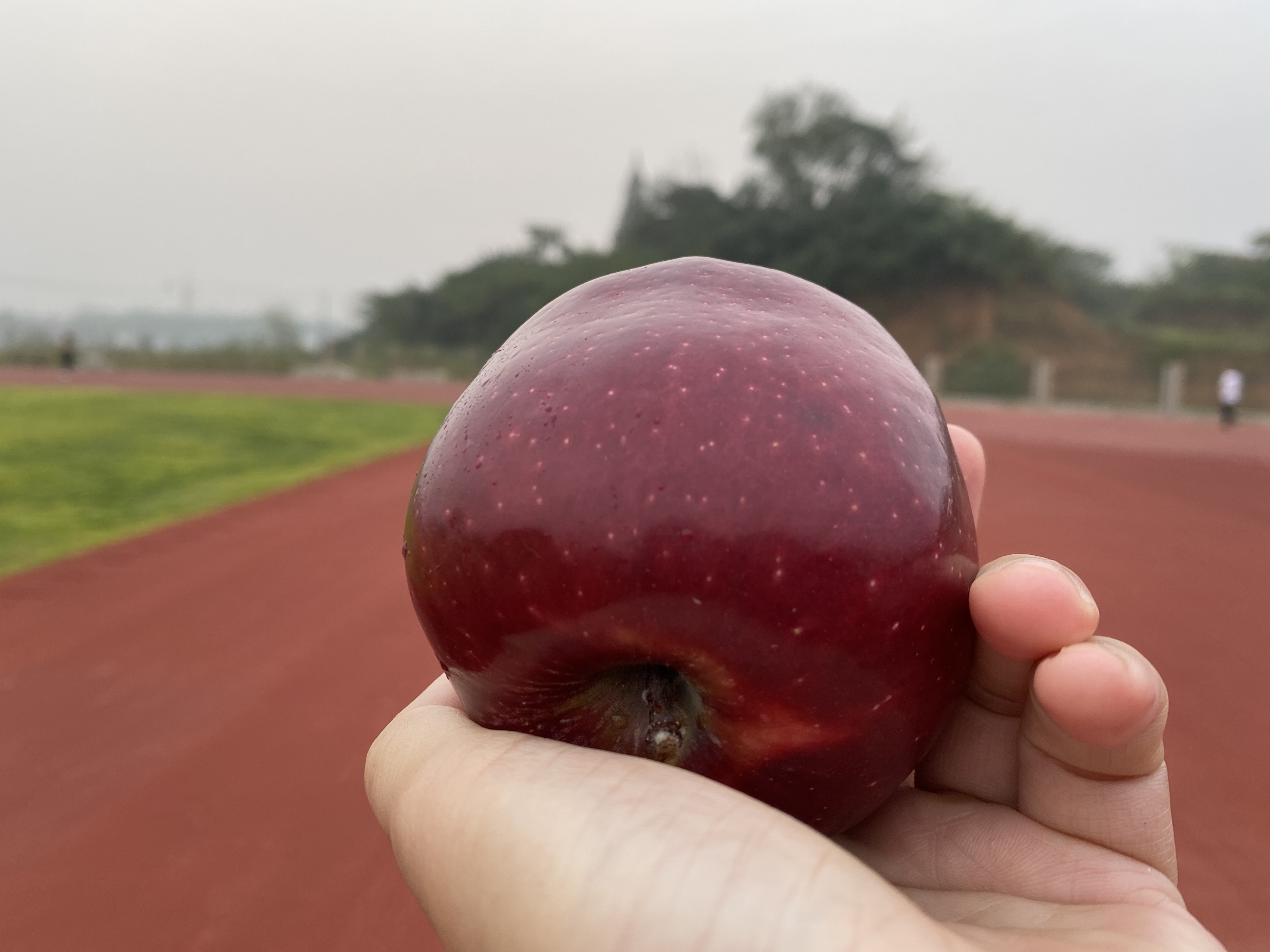 新疆地区最好的苹果品种,阿克苏苹果和甘肃苹果哪个好