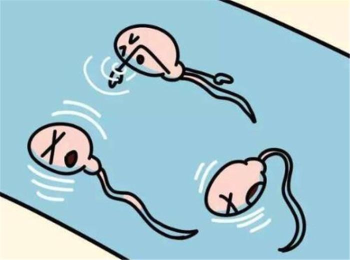 没有成功受孕的精子究竟去了哪里？