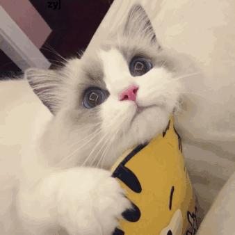 预算50元可以买什么好玩的,50元以下适合学生党买的蜥蜴