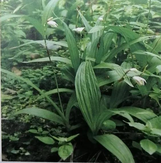 止血收敛的药有哪些,收敛止血中成药有哪些