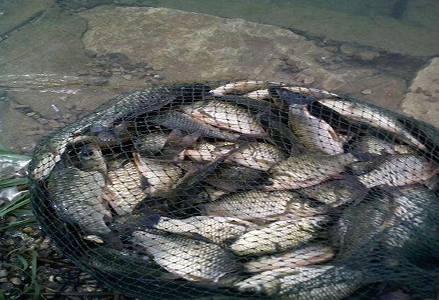 *战野**劲鲤，请你牢牢记住这三点，老钓手都默默收藏了