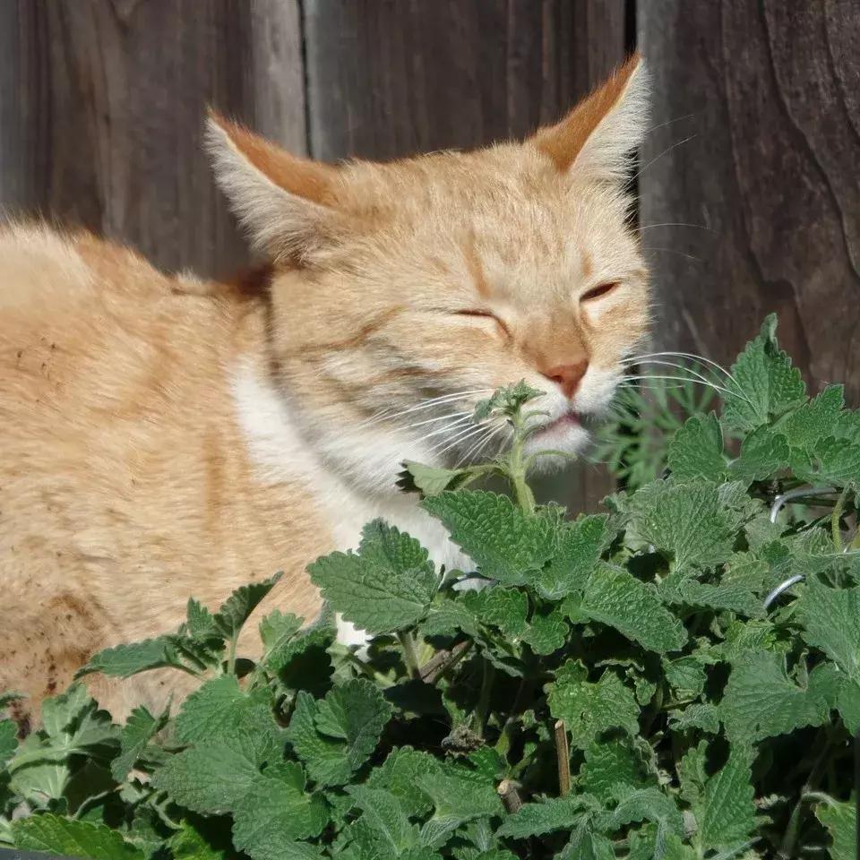驱蚊小妙招猫薄荷,怎样用猫薄荷驱蚊