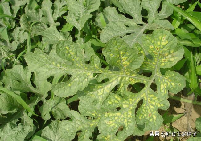 夏季蔬菜栽培高温的预防措施,各种茄果类蔬菜适宜的生长温度